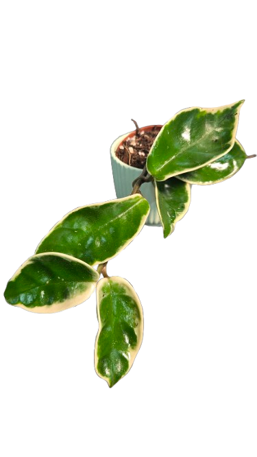 Hoya Krimson Queen