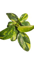 Philodendron Green Congo