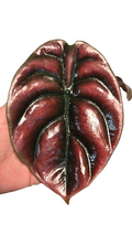 Alocasia Cuprea Red Secret
