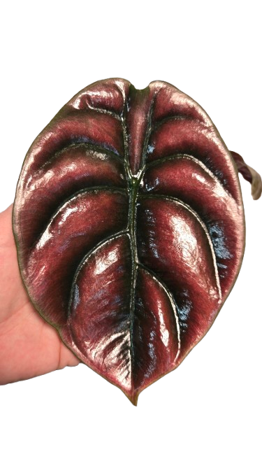 Alocasia Cuprea Red Secret