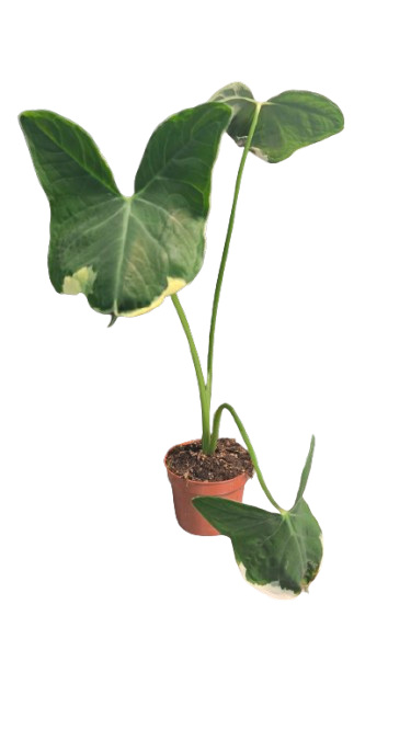 Xanthosoma Sagittifolium Michey Mouse