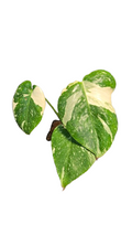 Monstera thai Constellation