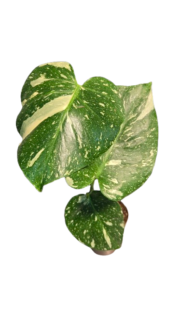 Monstera thai Constellation