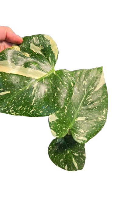 Monstera thai Constellation