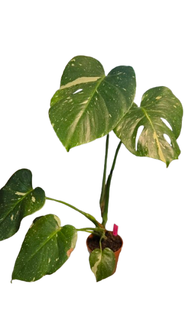Monstera thai Constellation