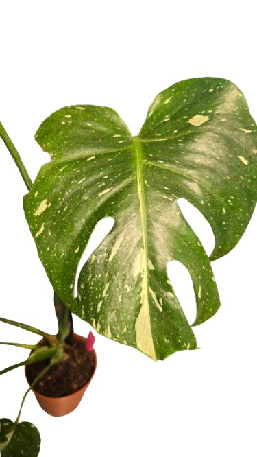 Monstera thai Constellation