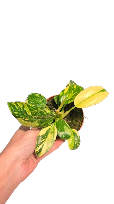 Philodendron Green Congo