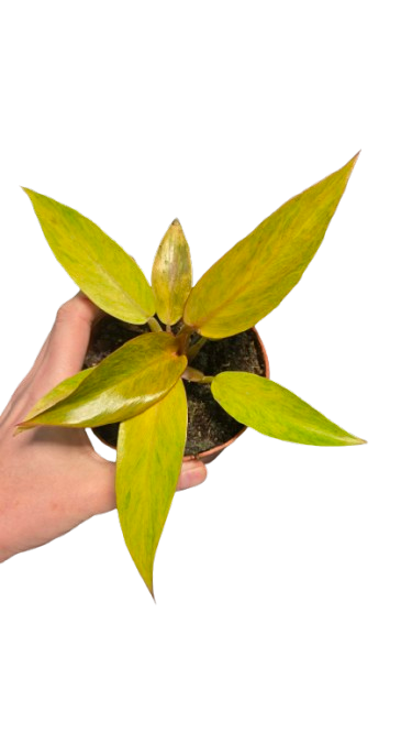 Philodendron Orange Marmelade