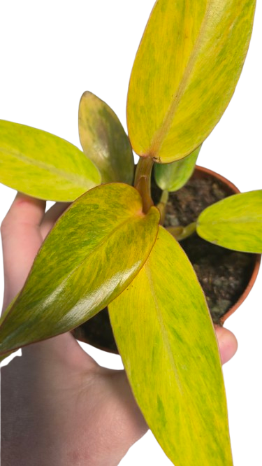 Philodendron Orange Marmelade