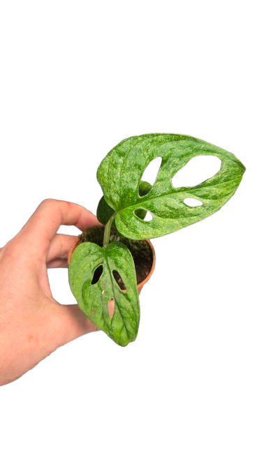 Monstera Adansonii Mint