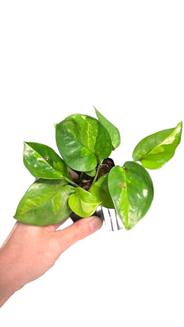 Pothos global green
