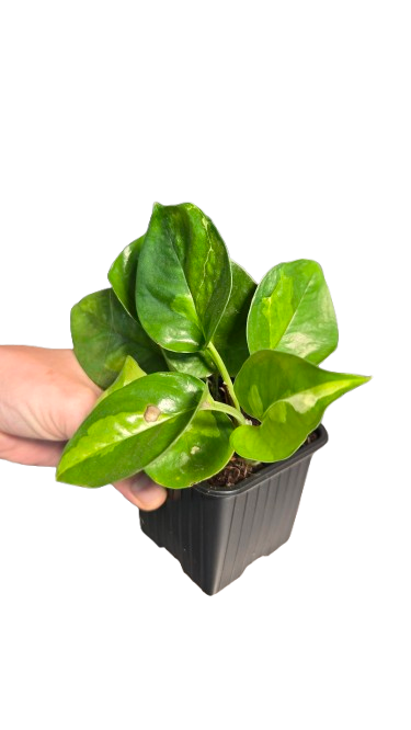 Pothos global green