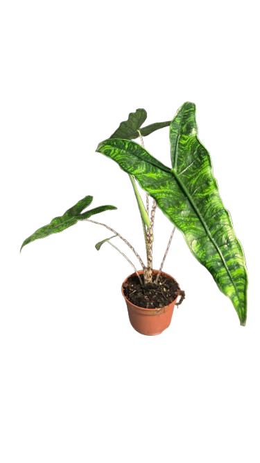 Alocasia Zebrina Reticulata