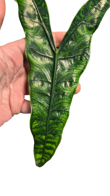 Alocasia Zebrina Reticulata