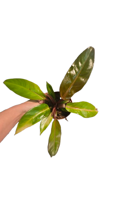 Philodendron Prince Of Orange