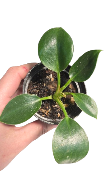 Philodendron green imperial