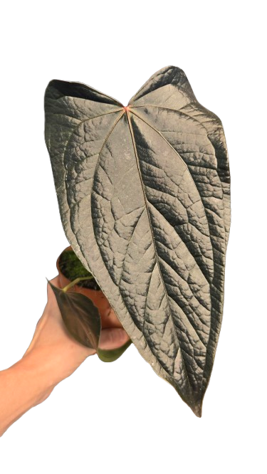 Anthurium Of Hearts