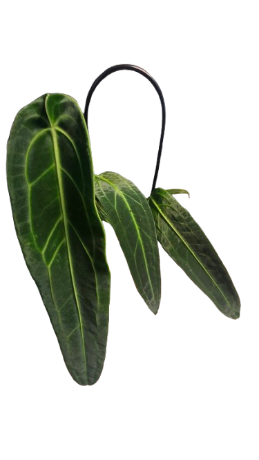 Anthurium Waroqueanum