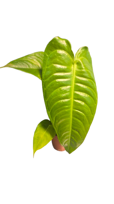Anthurium Veitchii