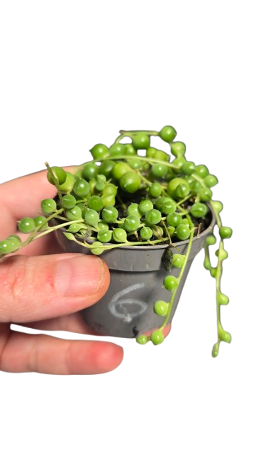 Senecio