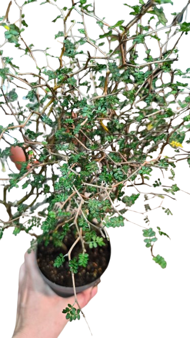 Sophora prostrata little baby