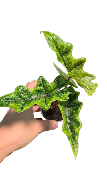 Alocasia jacklyn