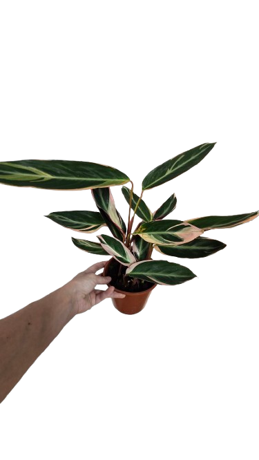 Stromanthe sanguinea triostar