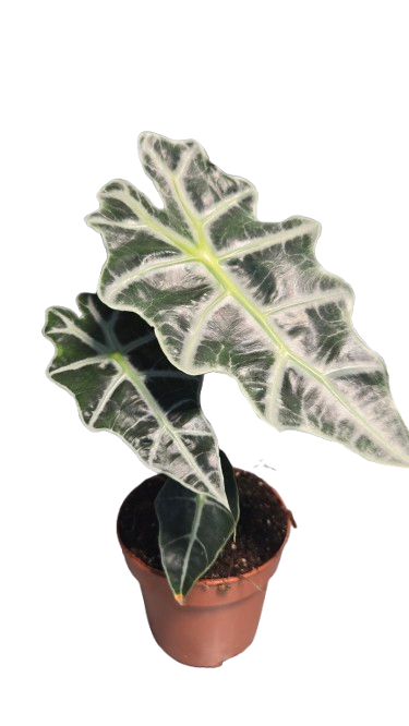 Alocasia amazonica polly