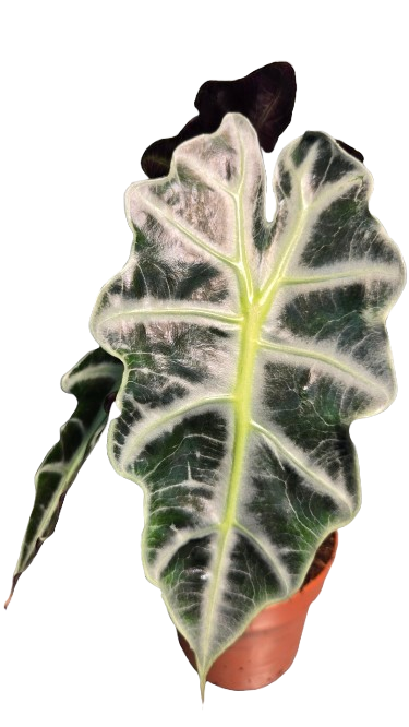 Alocasia amazonica polly