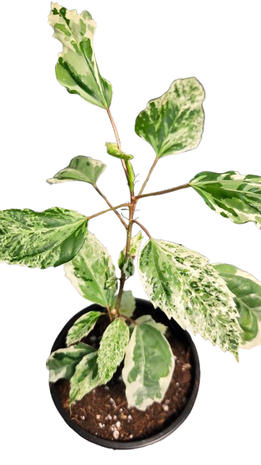 Hibiscus Rosa Sinensis Variegata