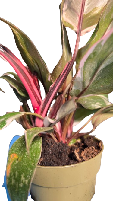 Philodendron Pink Princess Marble