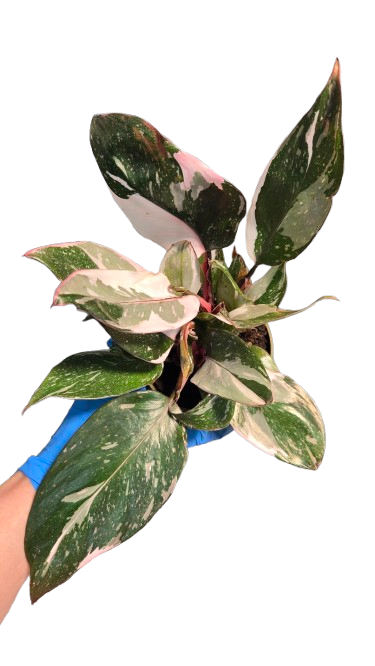 Philodendron Pink Princess Marble