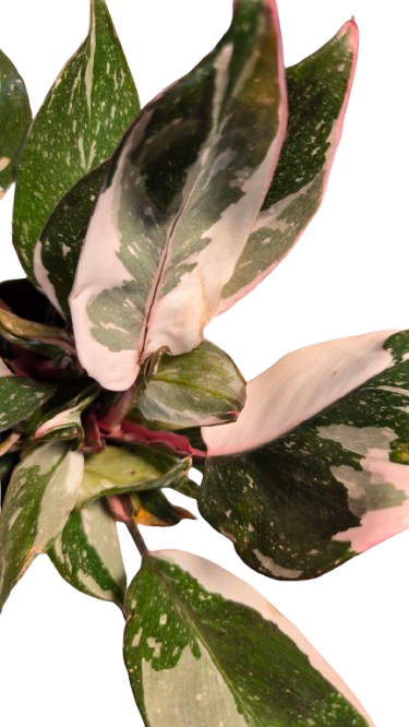 Philodendron Pink Princess Marble