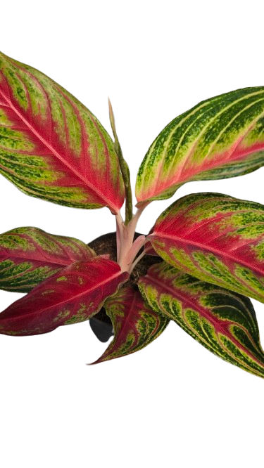 Aglaonema Eyecatcher Red