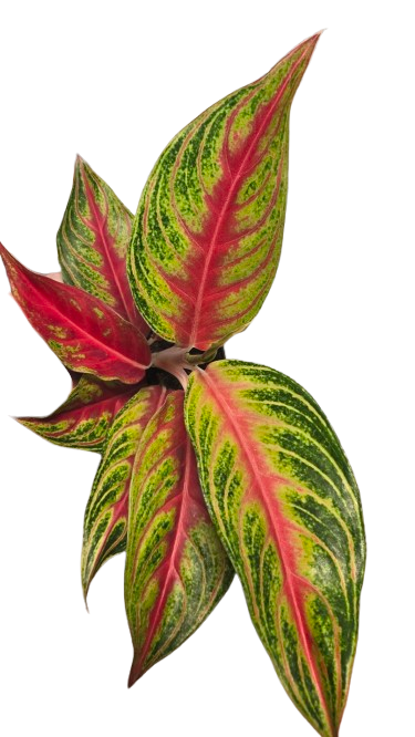 Aglaonema Eyecatcher Red