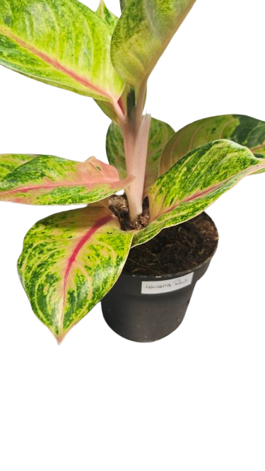 Aglaonema Iguana Red