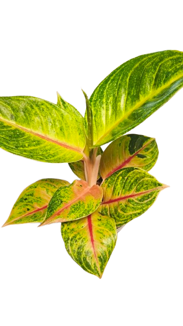 Aglaonema Iguana Red