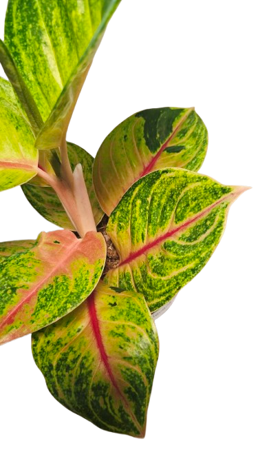 Aglaonema Iguana Red