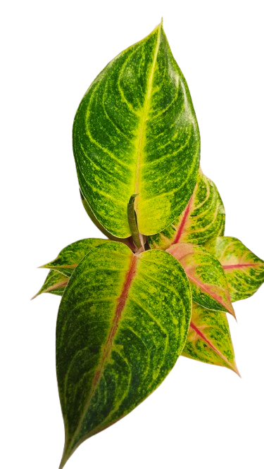 Aglaonema Iguana Red