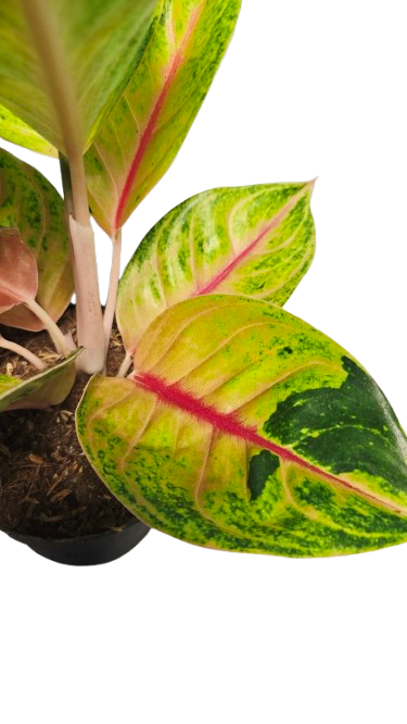 Aglaonema Iguana Red