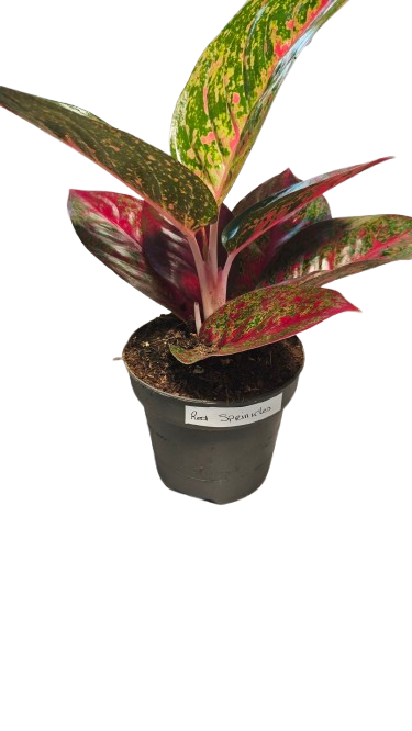 Aglaonema Red Sprinkles