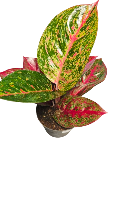 Aglaonema Red Sprinkles
