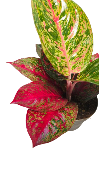 Aglaonema Red Sprinkles