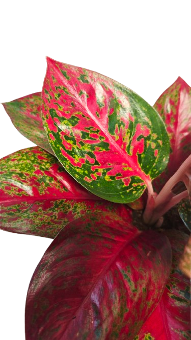 Aglaonema Red Sprinkles