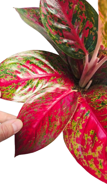 Aglaonema Red Sprinkles