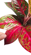 Aglaonema Red Sprinkles
