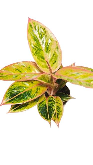 Aglaonema Salmon Fantasy