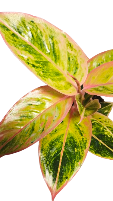 Aglaonema Salmon Fantasy