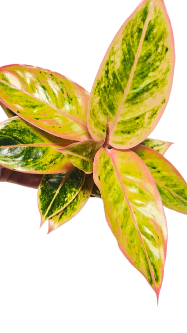 Aglaonema Salmon Fantasy