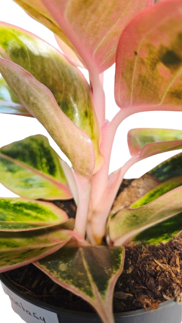 Aglaonema Salmon Fantasy